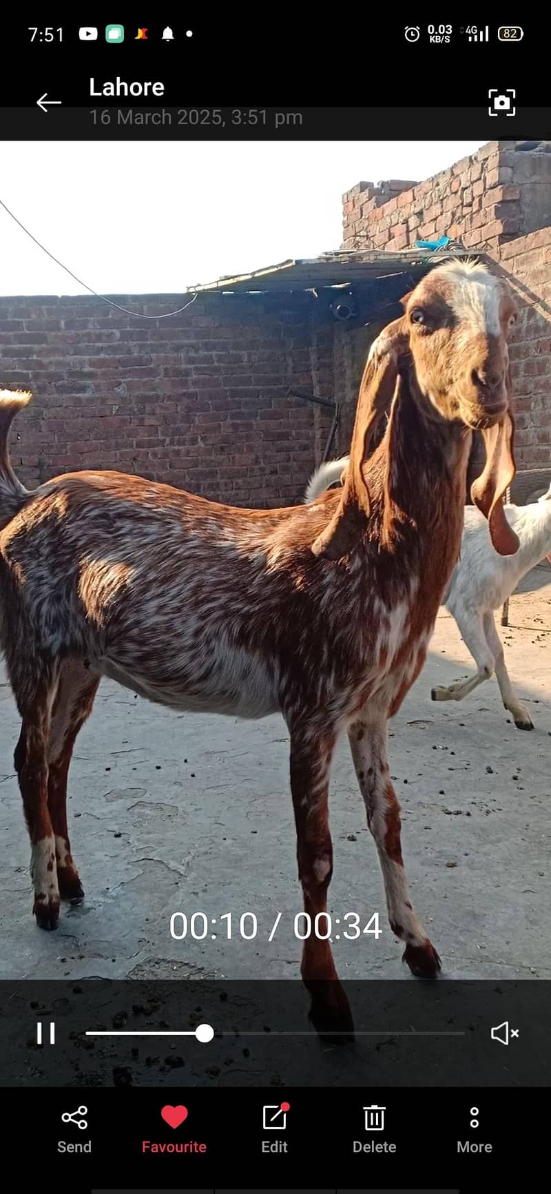 مکھی چینی مونی بکری قربانی کے لیے۔ 1