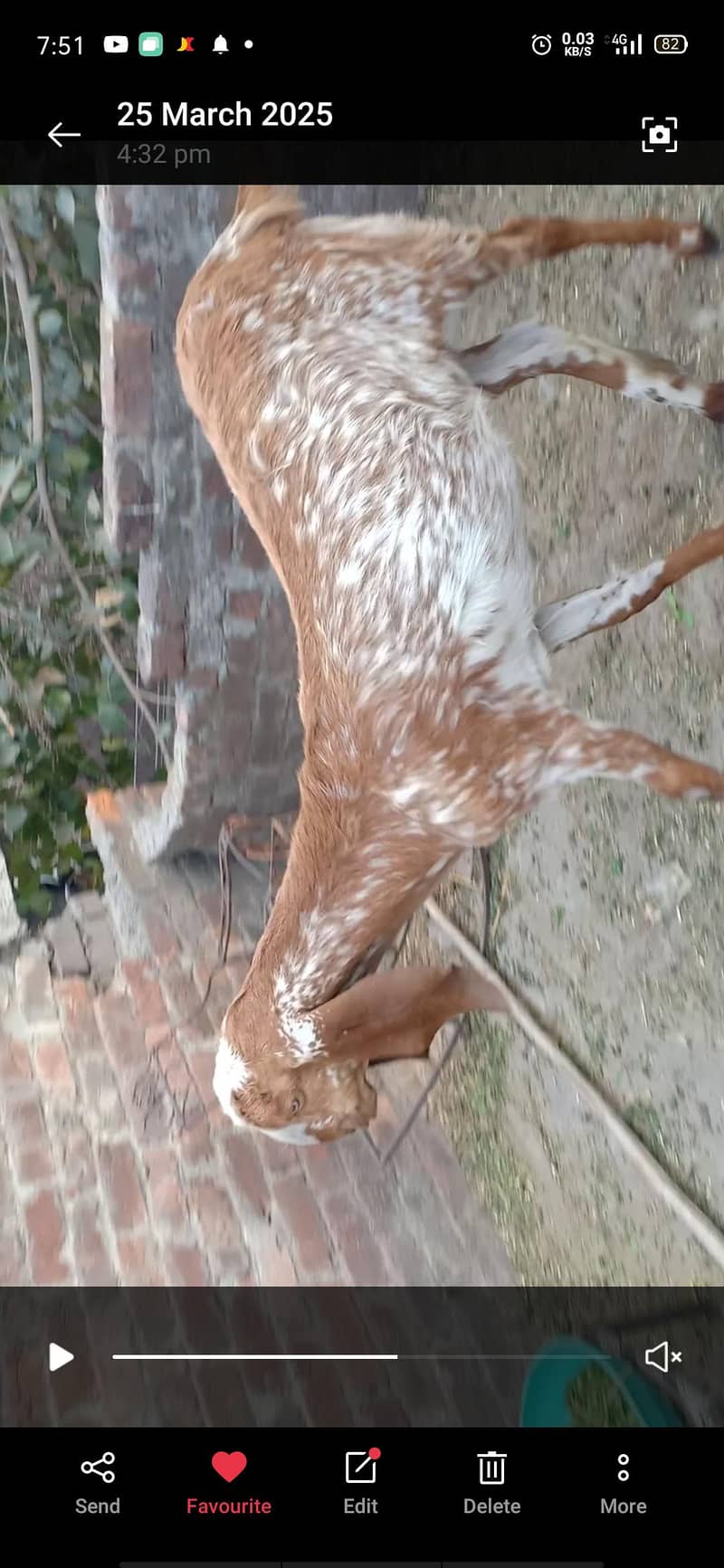 مکھی چینی مونی بکری قربانی کے لیے۔ 2