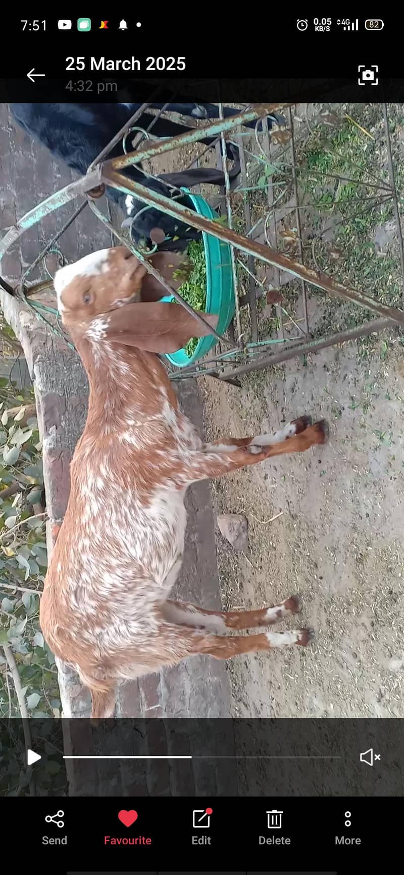 مکھی چینی مونی بکری قربانی کے لیے۔ 3