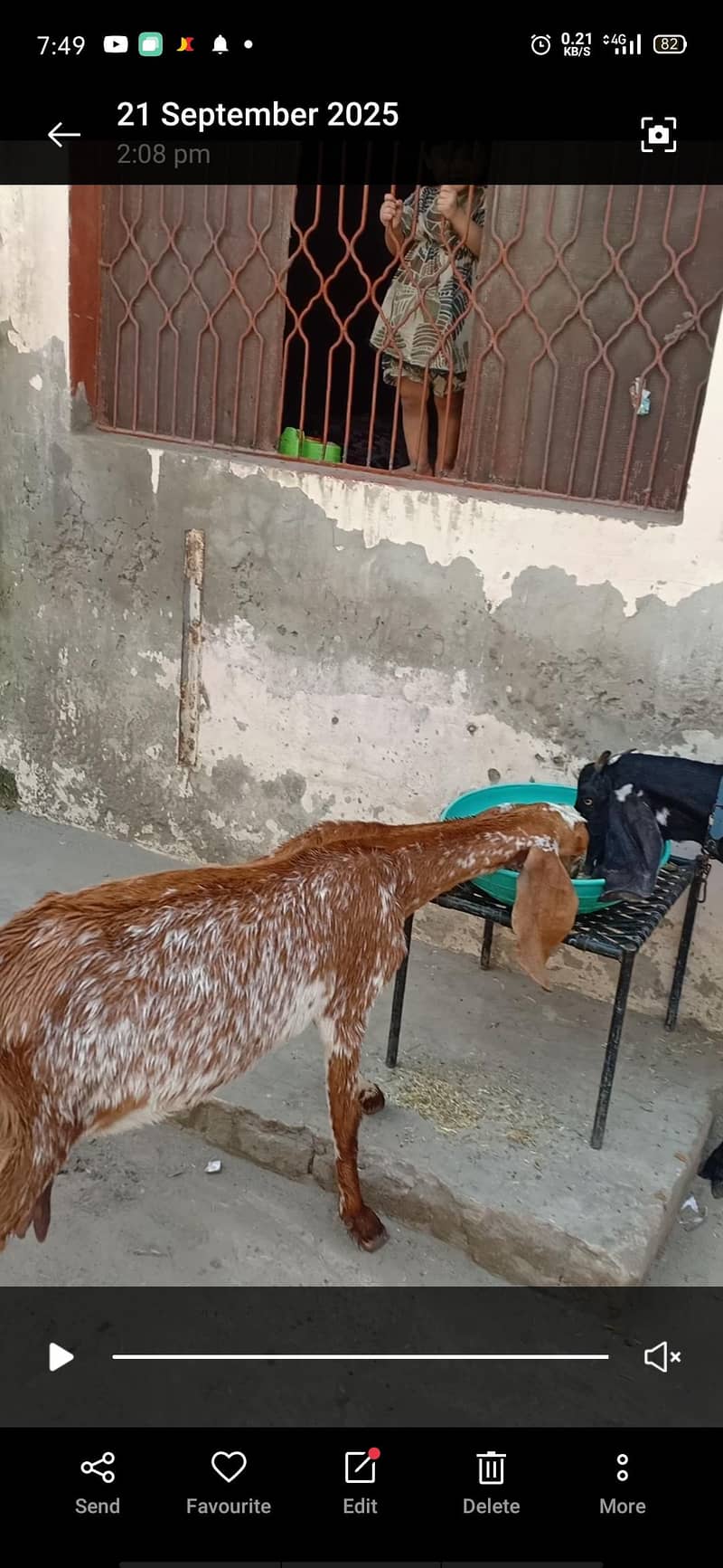 مکھی چینی مونی بکری قربانی کے لیے۔ 4