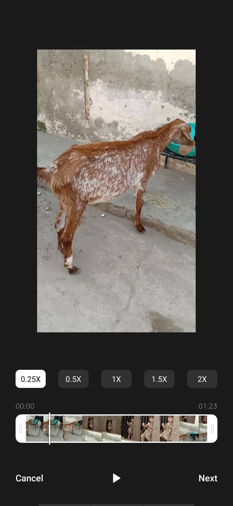 مکھی چینی مونی بکری قربانی کے لیے۔ 5