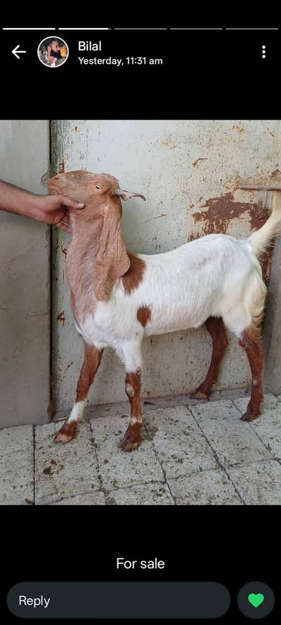 Qasai available for Bakra qurbani