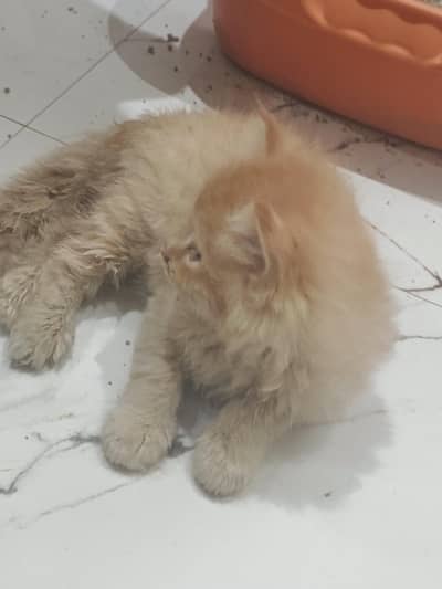 Ginger Cat for sale
