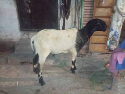 1600 per kg