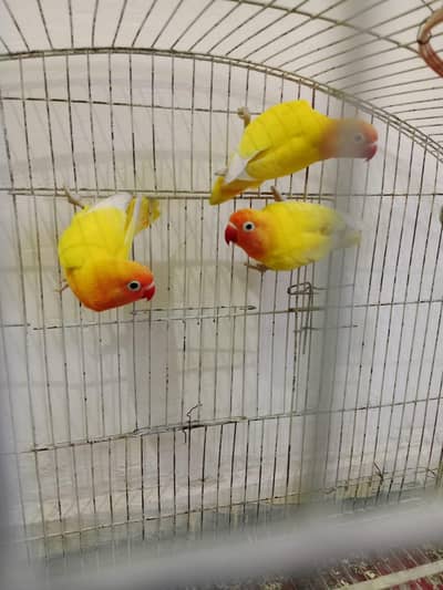 love birds breeder pair for sale 2500  per pair 03219964961