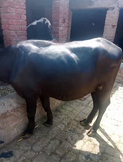 Katta 3 man qurbani KY liay available hy millat road fsd