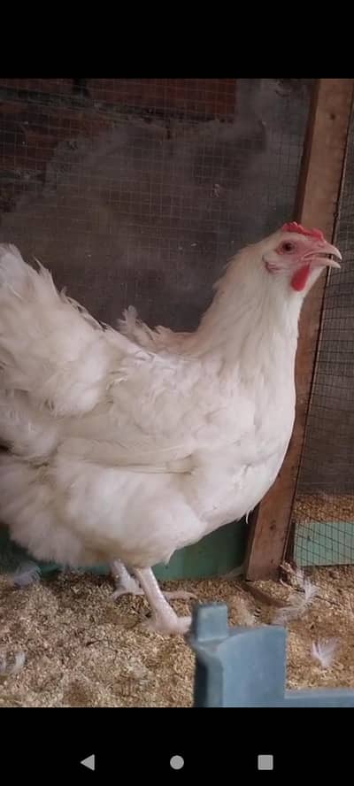 Sussex Heritage Breed