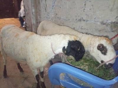 1600 per kg Eid super offer