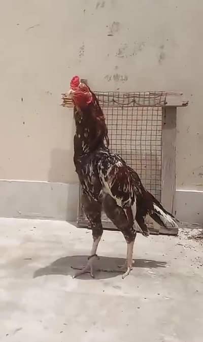 Aseel Murga/Murgha Urgent Sale
