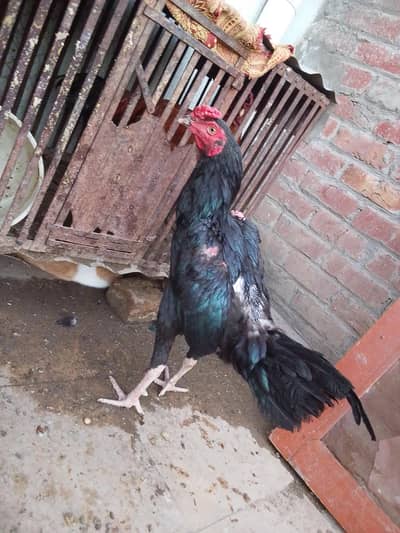 Aseel Sindhi Chiks and breaders and Hens for sale
