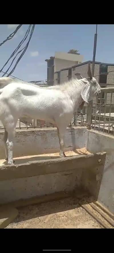 2 saal Umar hai  andu hai 03122678054
