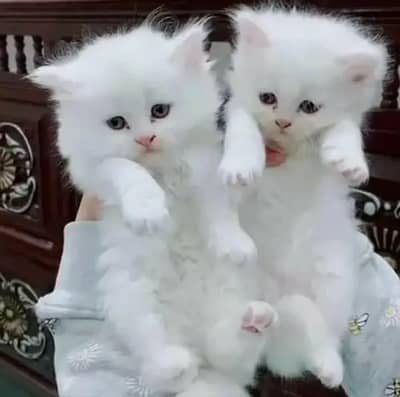 paire Persian kittens white