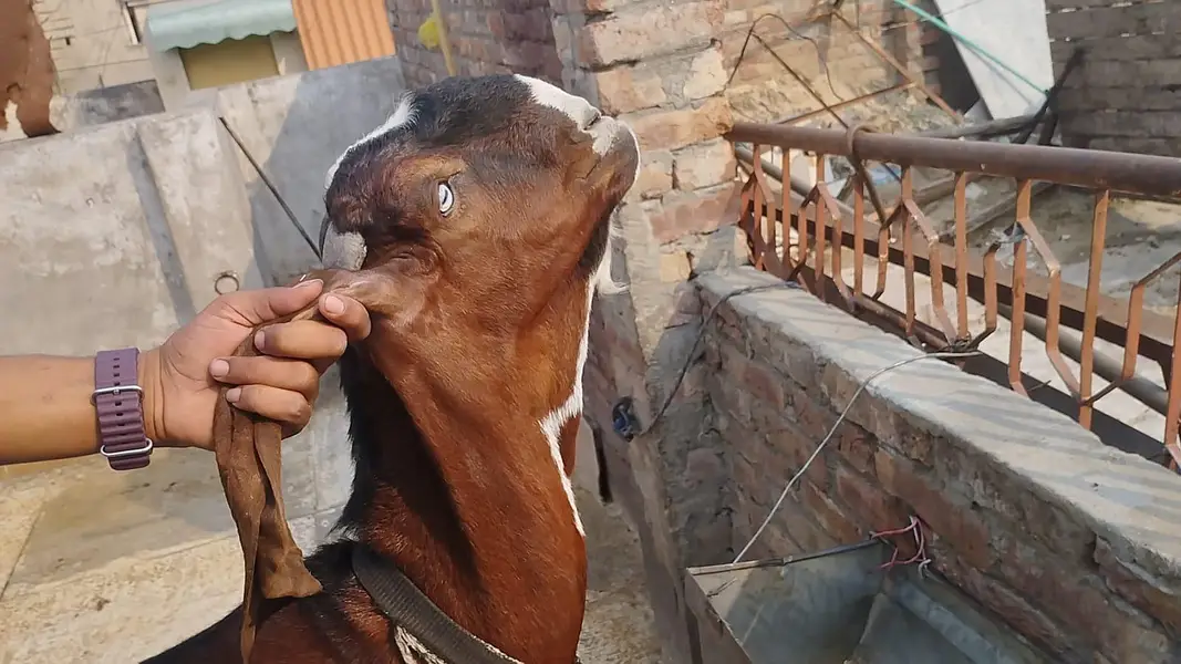 betal Bakra fore sale