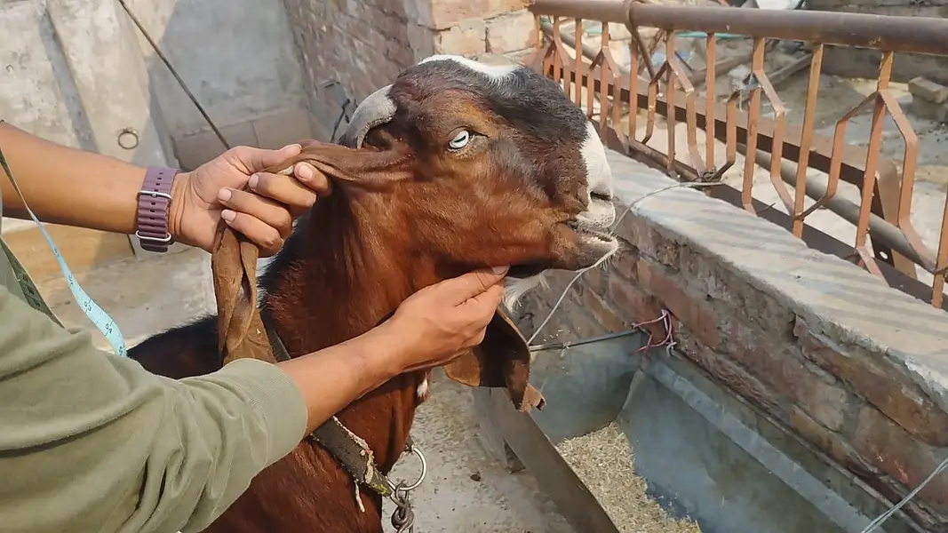 betal Bakra fore sale — photo 3
