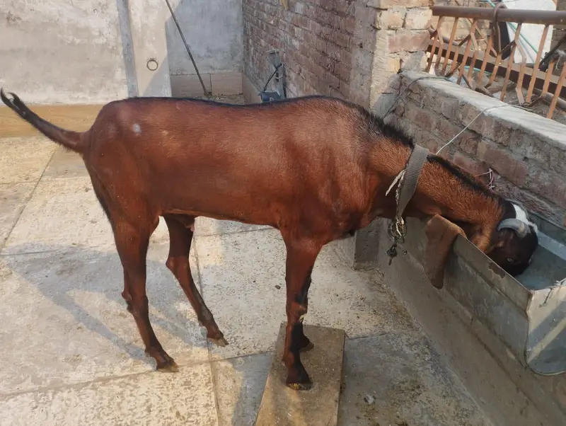 betal Bakra fore sale — photo 4