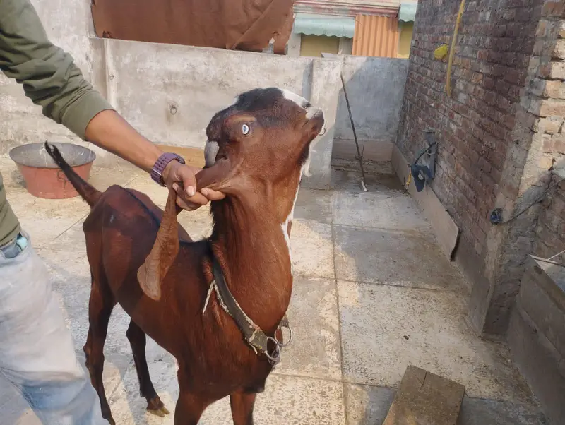 betal Bakra fore sale — photo 5