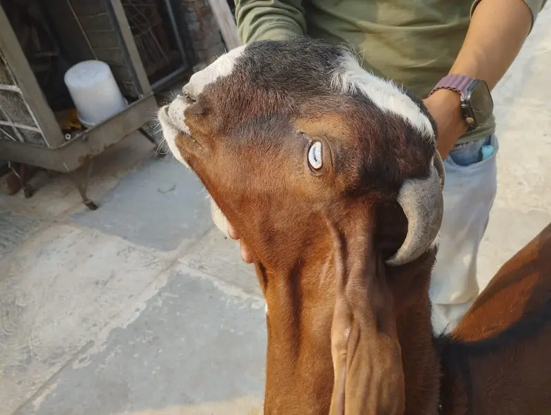 betal Bakra fore sale — photo 7