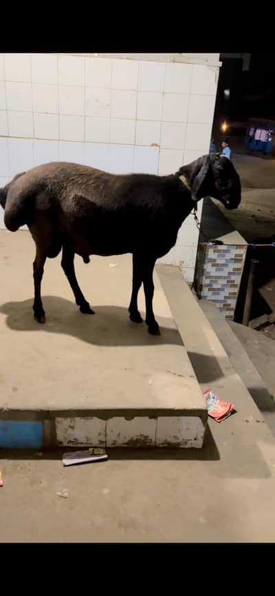Qurbani ka lye dumba dastiyab hai