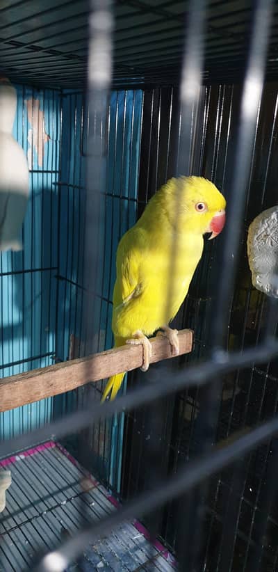 yellow female for sale