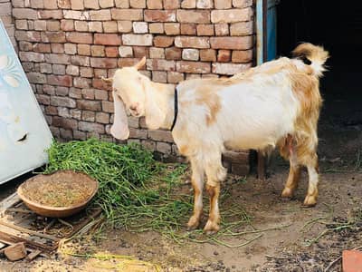 bakri for sale weight=35-kg age location multan Whatsapp #0304-7168587