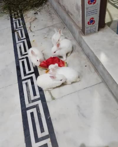 4 rabbit and ducks bhi hai