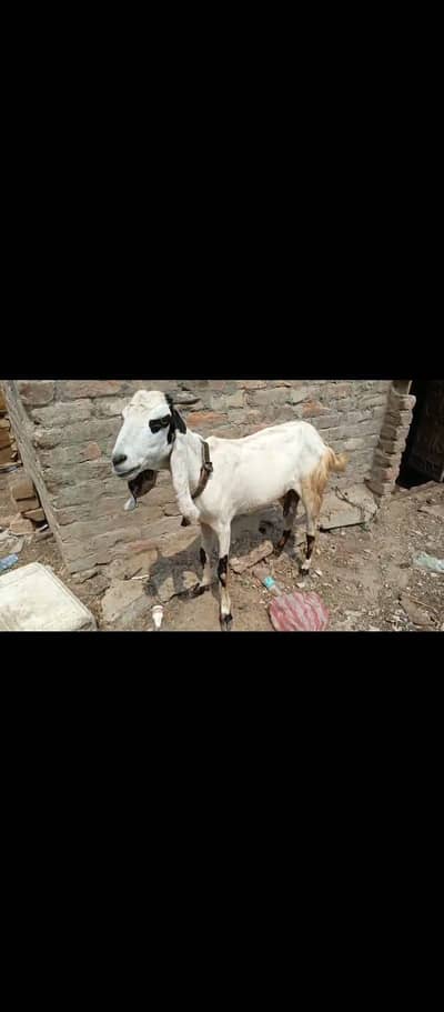 qurabani ke lye 6 dant path for sale 03155070350