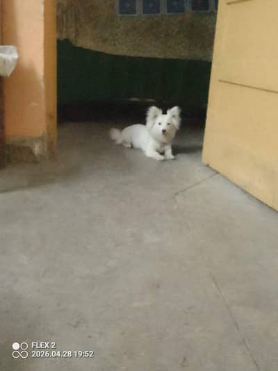 Russian Puppy