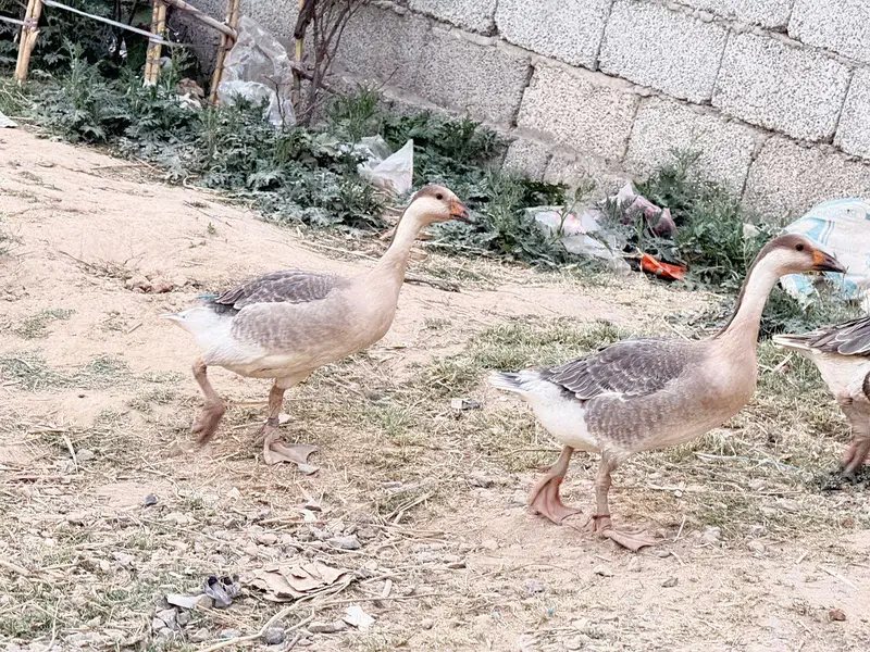 duck long nick