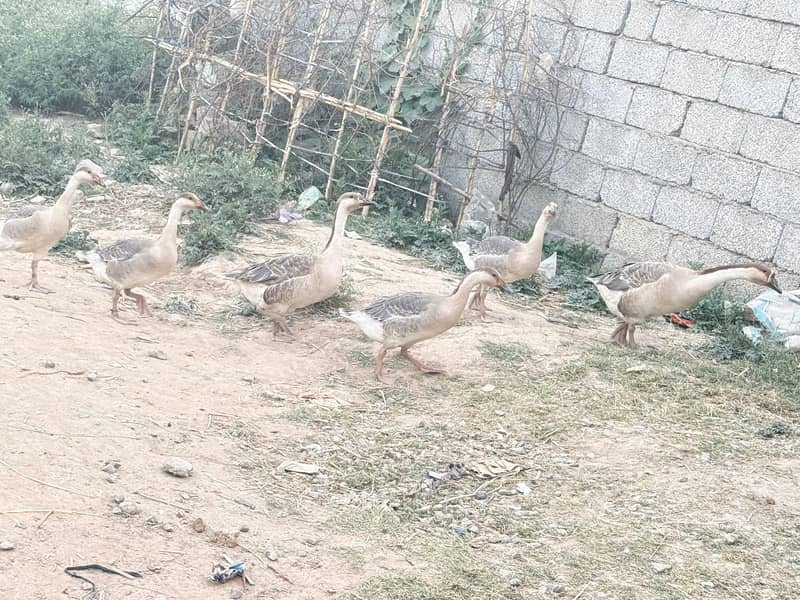 duck long nick 1
