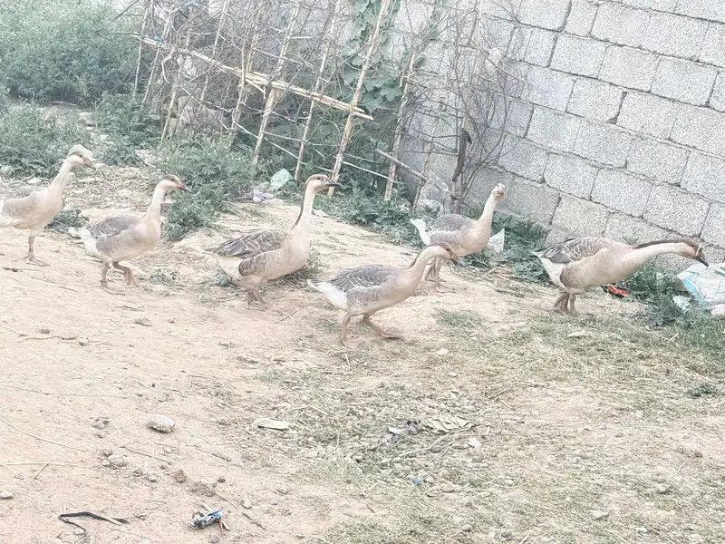 duck long nick — photo 2