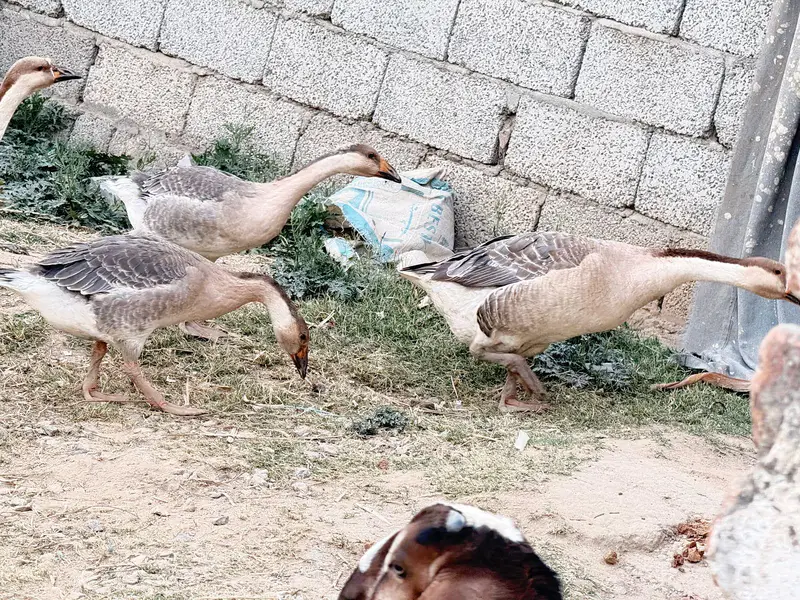 duck long nick — photo 3