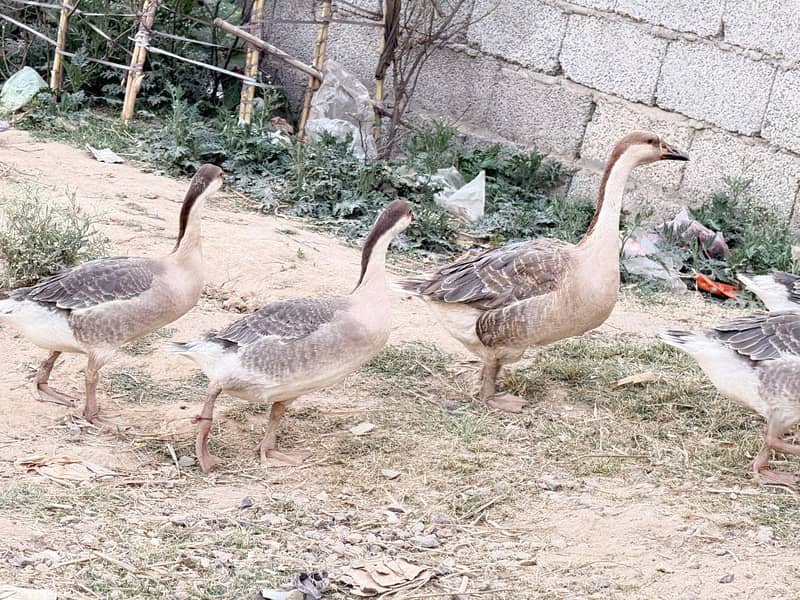 duck long nick 3