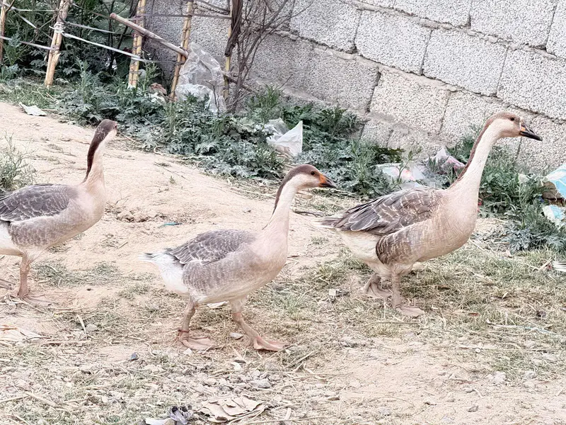 duck long nick — photo 5