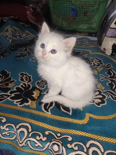 Kittens
