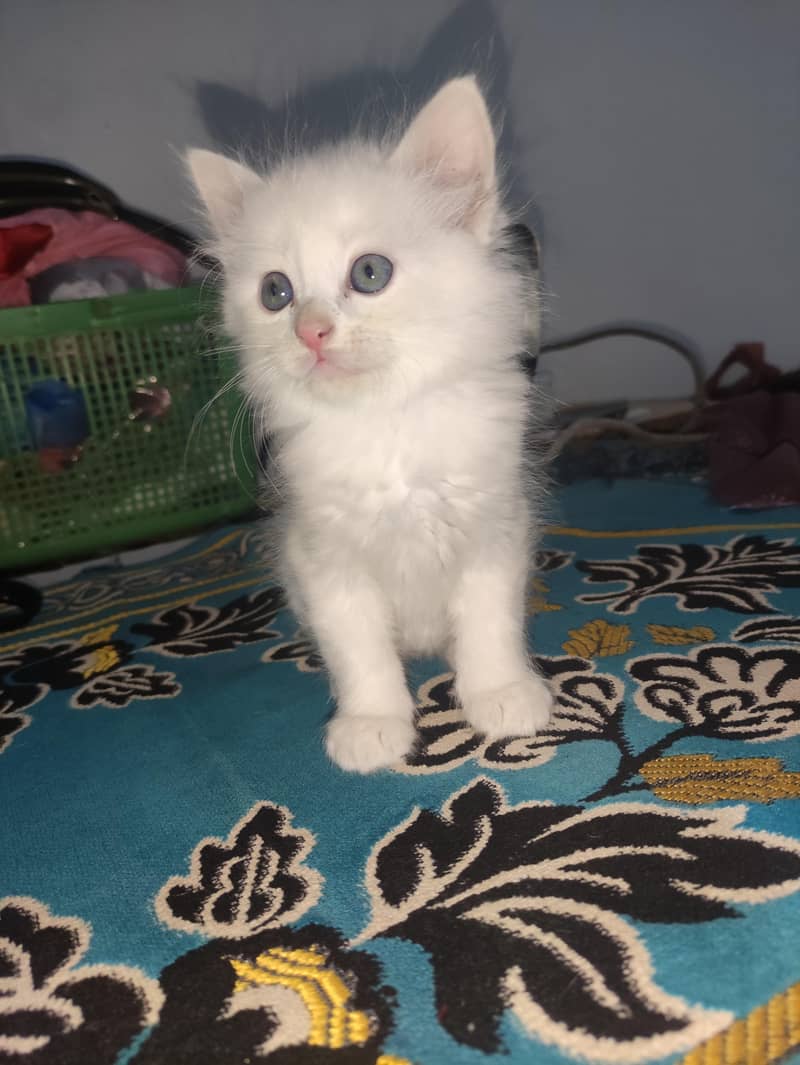 Kittens 1