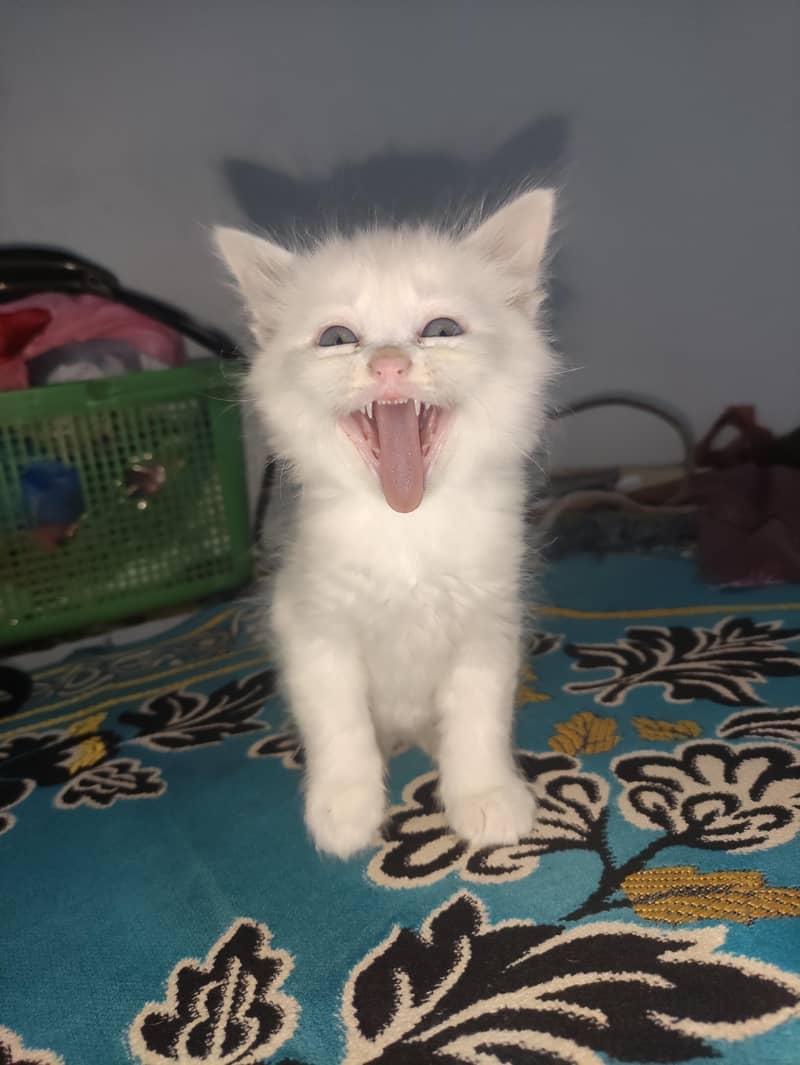 Kittens 2