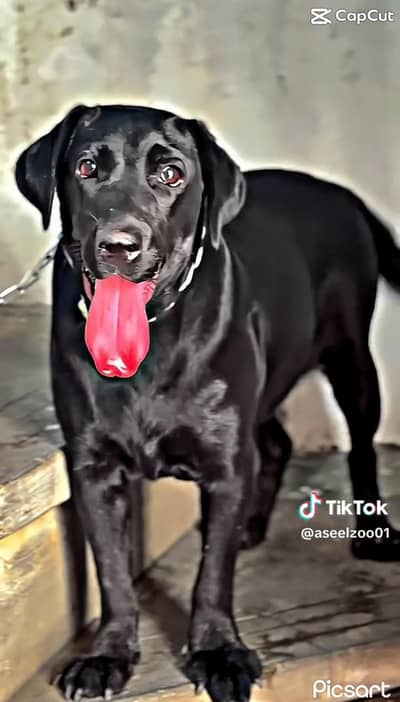 Labra Female