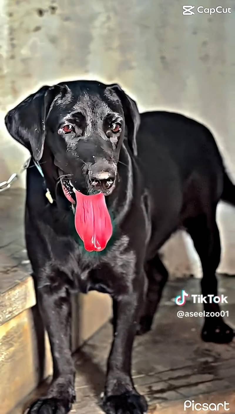 Labra Female 1