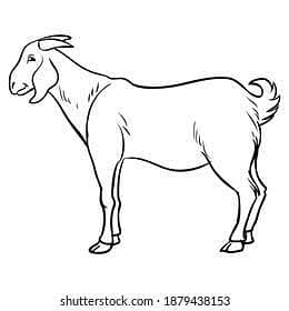 Bakra zibah krwany k liye rbta krein