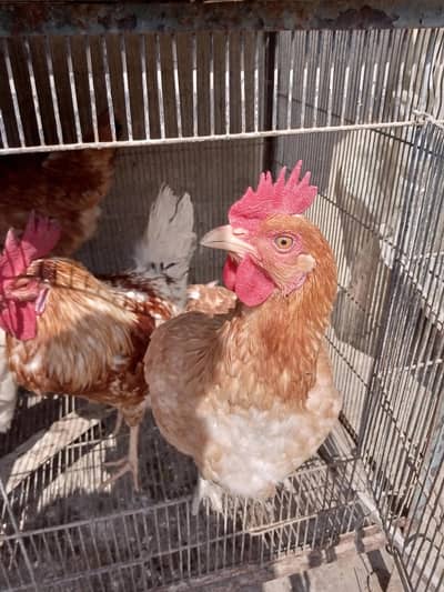 Aseel and lohman brown  hens pair