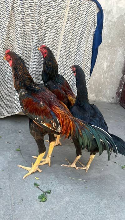 Shamo murga 2 ur 1 Murgi