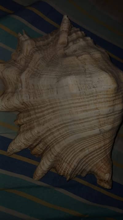beautiful seashell