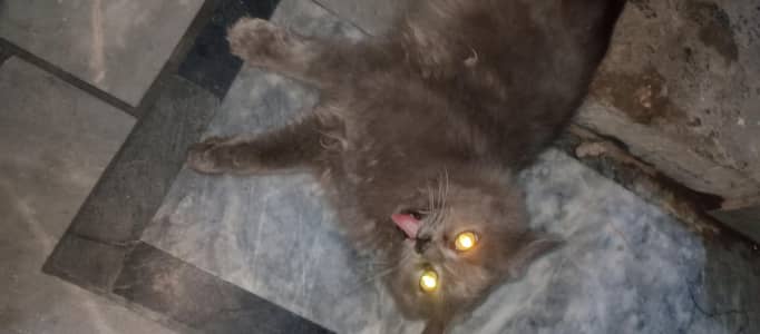 Persian cat make