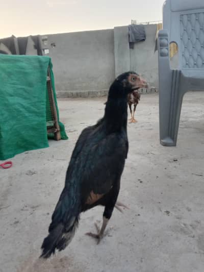 lasani madi for sale high quality high demand