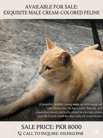 cream colour beautiful cat