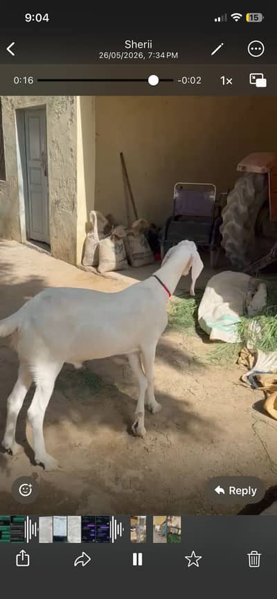 Goat for sale