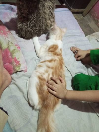 Cute Turkish Angora Mix Kitten for Sale