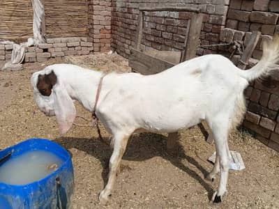 lailpuri bakra for sale
