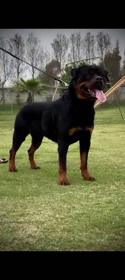 Rottweiler Female punch face pedigree parents