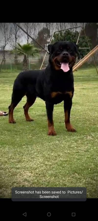 Rottweiler Female punch face pedigree parents